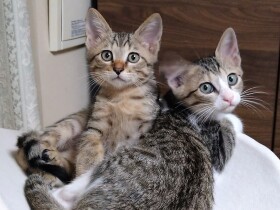 愛猫を亡くした半年後、子猫の仲良し兄弟を迎えた　家族は３匹と共に生きていく