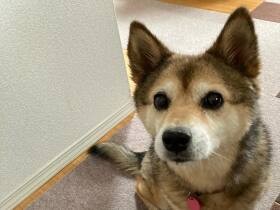 信じることが大事…　おやつはいつも自分の分もあるはずと待機する雑種犬「藍」