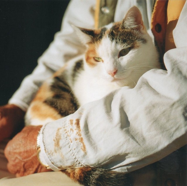 長年過ごした猫は自分の死後どうなる？　※画像はイメージです（t************************p/photoAC）