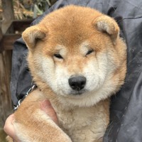 今は元気になったそうです（「柴桜 三朗太」さん提供）