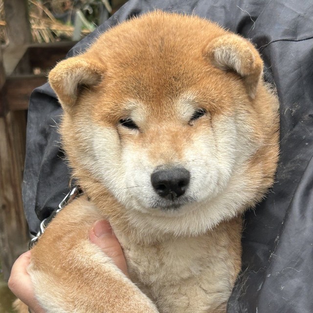 今は元気になったそうです（「柴桜 三朗太」さん提供）