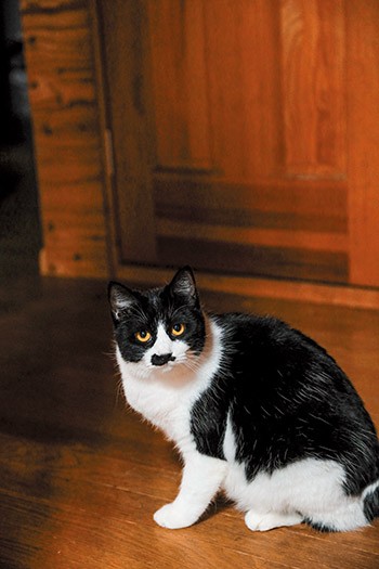 ひな菊。真冬の１月にレストランに現れた