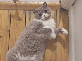 余命宣告された先住猫を、私たち以上に気にかけてくれる　心優しいブリショー「モチ」