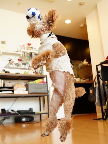 僕が弟に遊びも教えたよ、じゃーんぷ！