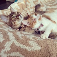 だんだん親兵衛くんの方が大きくなってきた＝親兵衛（しんべえ）さん（@shin_bei22）提供