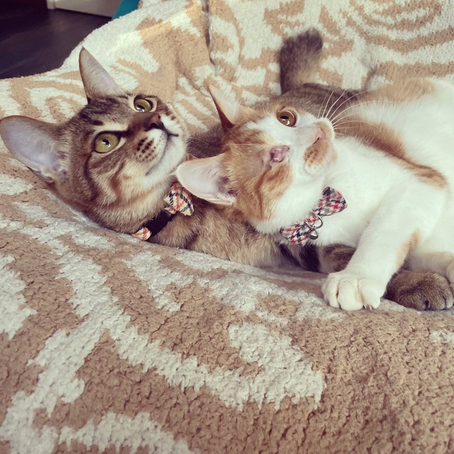 だんだん親兵衛くんの方が大きくなってきた＝親兵衛（しんべえ）さん（@shin_bei22）提供