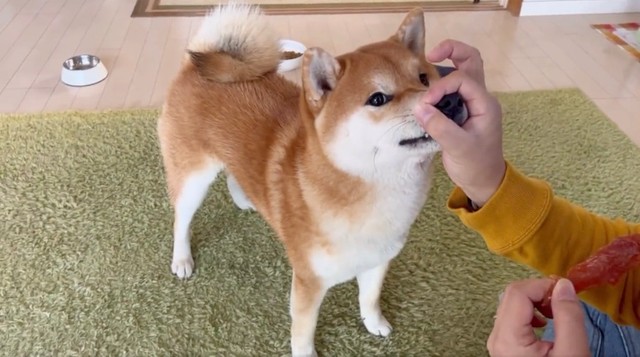 「鼻スポ出来たよ（ドヤッ）…チラッ（ホメて♡）」（動画からキャプチャー／提供：シヴァ犬こむぎっすさん）