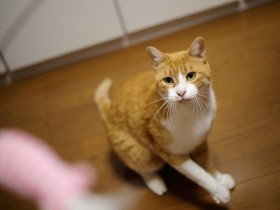 よく食べ遊ぶ　家での生活に慣れていく元野良猫「はち」　見えてきた“寂しん坊”の顔