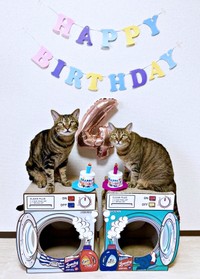 2025年、4歳を迎えたシンバくん、ナラちゃん（画像提供：シンバとナラさん）