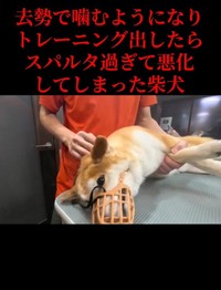 トリミング中も、少し暴れることもあったが…（「Dog サロン　palm」さん提供、Instagramよりキャプチャ撮影）