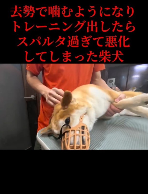 トリミング中も、少し暴れることもあったが…（「Dog サロン　palm」さん提供、Instagramよりキャプチャ撮影）