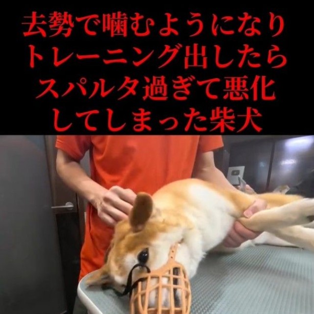 トリミング中も、少し暴れることもあったが…（「Dog サロン　palm」さん提供、Instagramよりキャプチャ撮影）