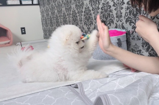 お座りコロンと柴犬♡ ウービア お座り柴犬の置物 （大） H14197 | Costco Japan