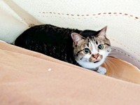 甘えん坊なかるびちゃんに飼い主さんはメロメロ（画像提供：みけねこざっきーさん）