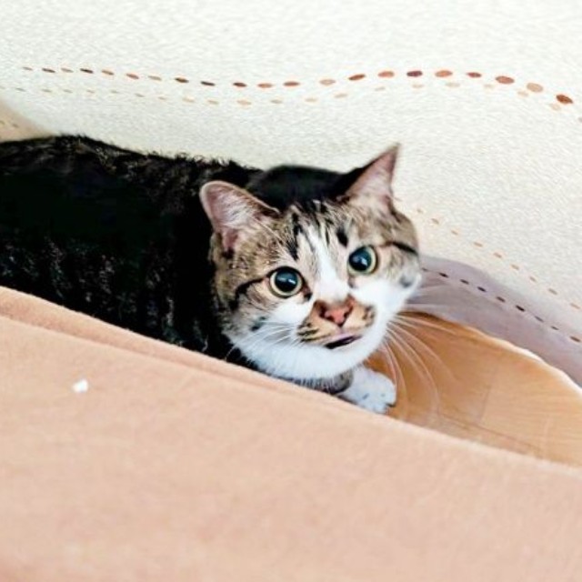 甘えん坊なかるびちゃんに飼い主さんはメロメロ（画像提供：みけねこざっきーさん）