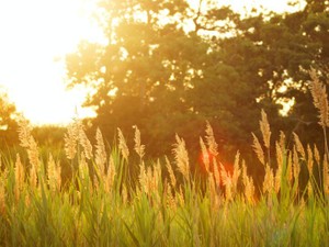 茶色いスカートを見て思い出した、期待を裏切らずに裾を踏む彼のこと