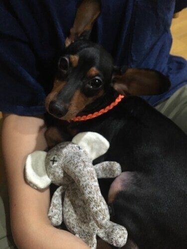 家に来た頃の「空翔」