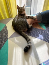 一緒に暮らすつむぎくん＝かぎしっぽすず&つむぎさん（@kagisuzu0531）提供