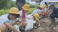 サツマイモを収穫する小学生　県立農業大学校　下所農場　香川・琴平町