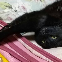 ゴロニャンと甘えるくうちゃん