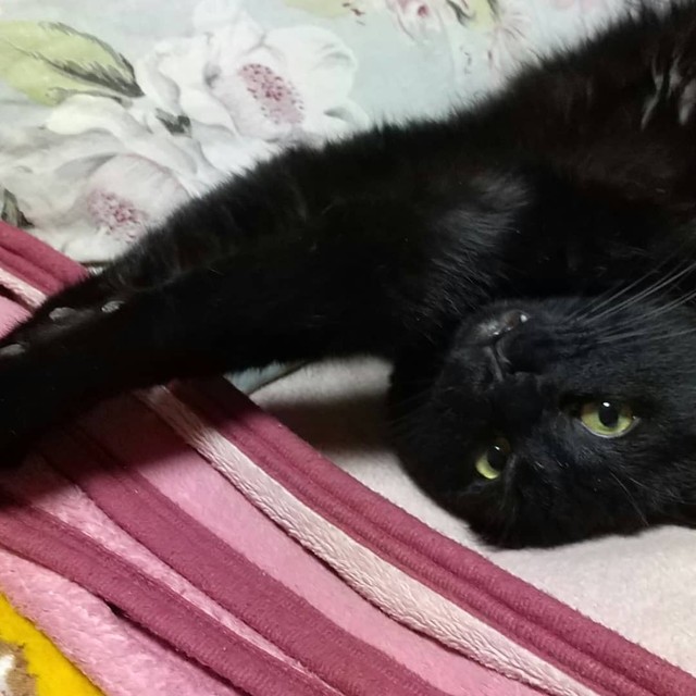 ゴロニャンと甘えるくうちゃん