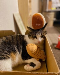 和菓子みたいになったおかゆくん＝okomes0625さん提供