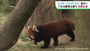 仙台市八木山動物公園のレッサーパンダが繁殖のため栃木県に引っ越し