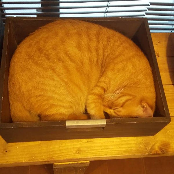 狭くても「くるしゅうない」そう