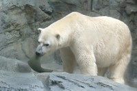 おもちゃのかけらを咥えた豪太。寝る時も何かしらお供にします＝2023.9 男鹿水族館GAO