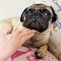 くつろぐりりちゃん。舌をしまっているときもあるんです（画像提供：れれさん）