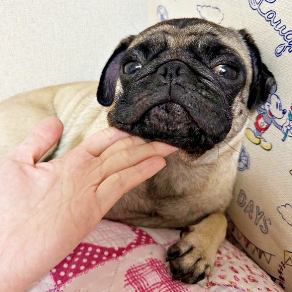 くつろぐりりちゃん。舌をしまっているときもあるんです（画像提供：れれさん）