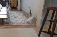 イルカさんを運ぶルルちゃん（提供：る さん）