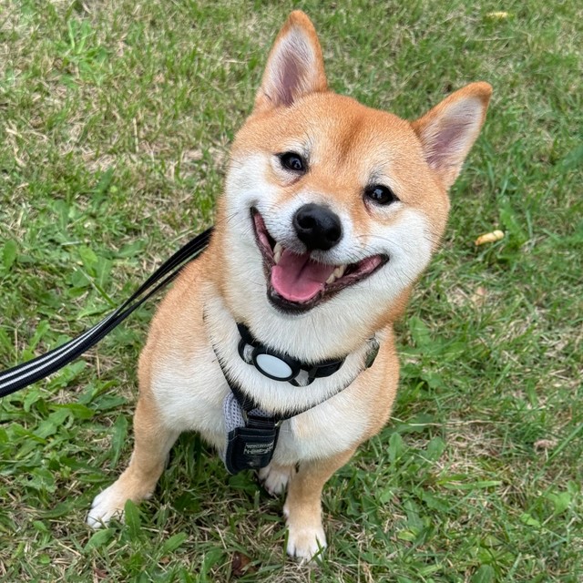 ニコニコ笑顔がキュートな禄くん（画像提供：柴犬 ろくさん）