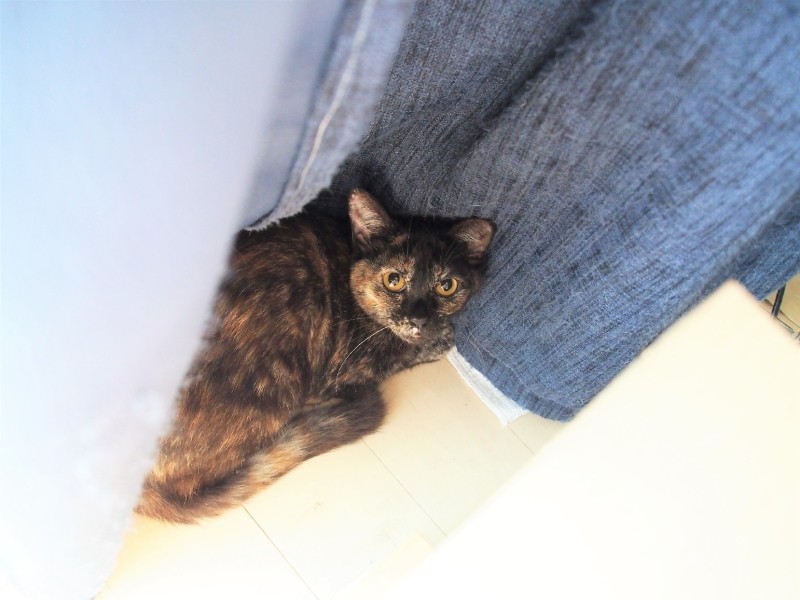 物陰に隠れた、ビビリのウフフ