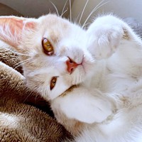 甘えん坊モードのときのモカくん（画像提供：ともさん）