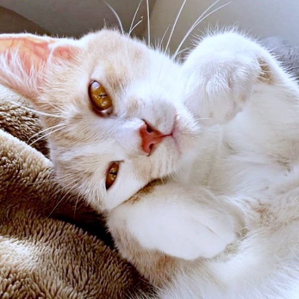 甘えん坊モードのときのモカくん（画像提供：ともさん）