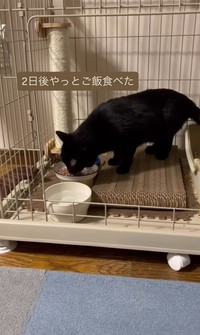 トライアル2日後に、やっとご飯を食べた（アクノアさん提供、Instagramよりキャプチャ撮影）