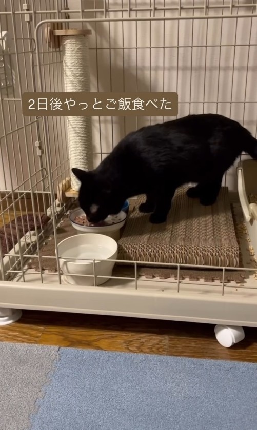 トライアル2日後に、やっとご飯を食べた（アクノアさん提供、Instagramよりキャプチャ撮影）