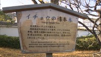栗林公園の東門を入ってすぐ右手にイチョウの標本木がある