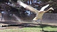 タンチョウのヒナ　10月17日に死ぬ　写真提供：岡山後楽園