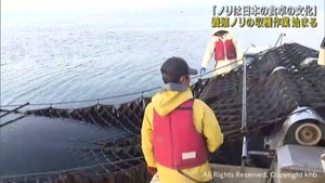 養殖ノリの収穫作業が始まる　宮城・石巻市