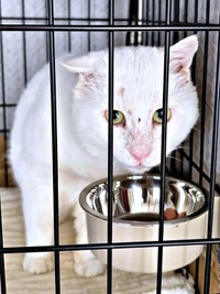 父猫の貫禄がただようあなごさん（画像提供：Hirokoさん）