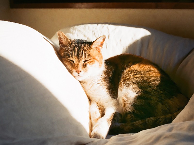 西日をたっぷり浴びる