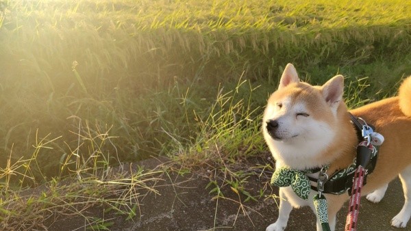 散歩中、日差しに目を細めるらいとくん（画像提供：柴犬らいと（巨柴）＆夜盲 章さん）