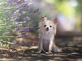 休日にラベンダー畑をお散歩　ロングコートチワワの「ちよ」