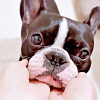 「かわいいね」。飼い主さんにモチモチ撫でられるぶーちゃん（画像提供：ぶー︙フレブル×ボステリMixさん）
