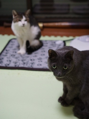 「ぼく、８。ホットラグに乗りたいけど、おばあにゃん優先で順番待ち」。８は成田さんの友人が保護し、譲り受けた