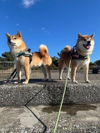 キリッとした表情で遠くを見つめるぽたくん（左）と、にこにこ顔が可愛いぬんくん（右）（画像提供：しばいぬ_ぬんさん）