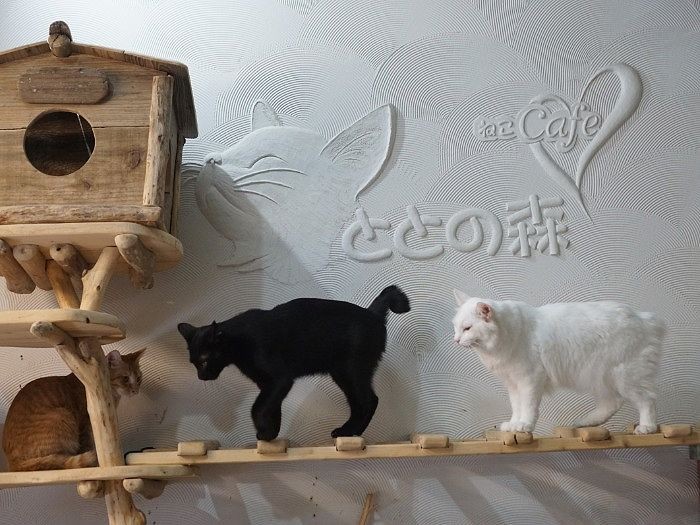 木の橋をるんるん渡る猫たち