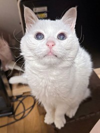 生前、よく毛布の上で寝ていたもこちゃん（画像提供：ねこぴったーさん）